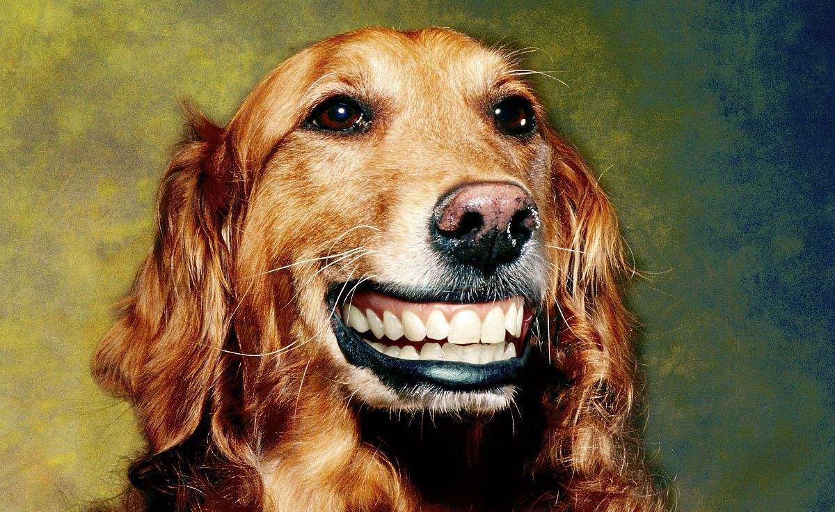 微笑的狗恐怖原图 微笑的狗恐怖原图 吓人