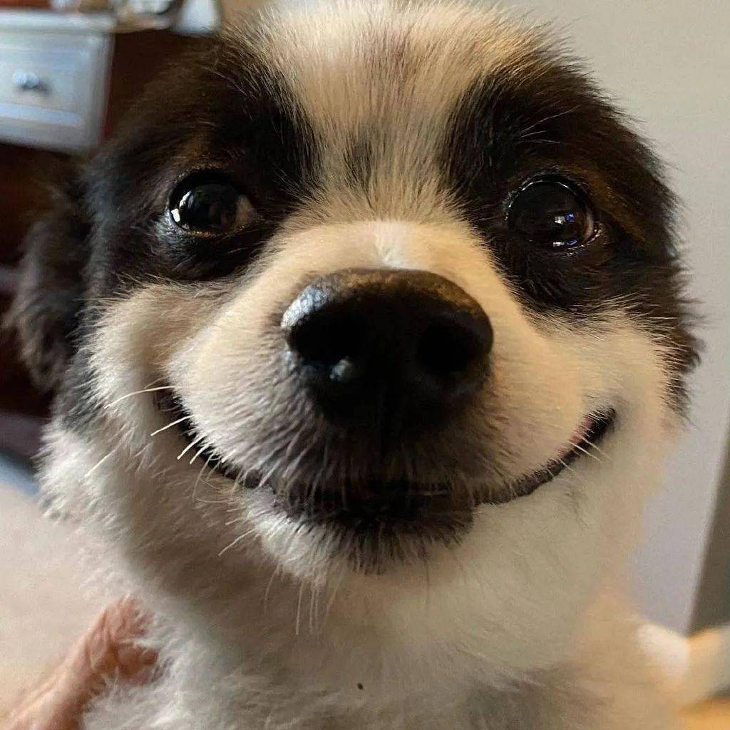 微笑狗图片吓死人
