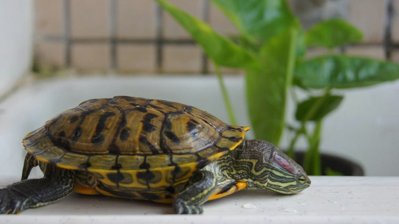 巴西龟图片：巴西龟的外貌特点