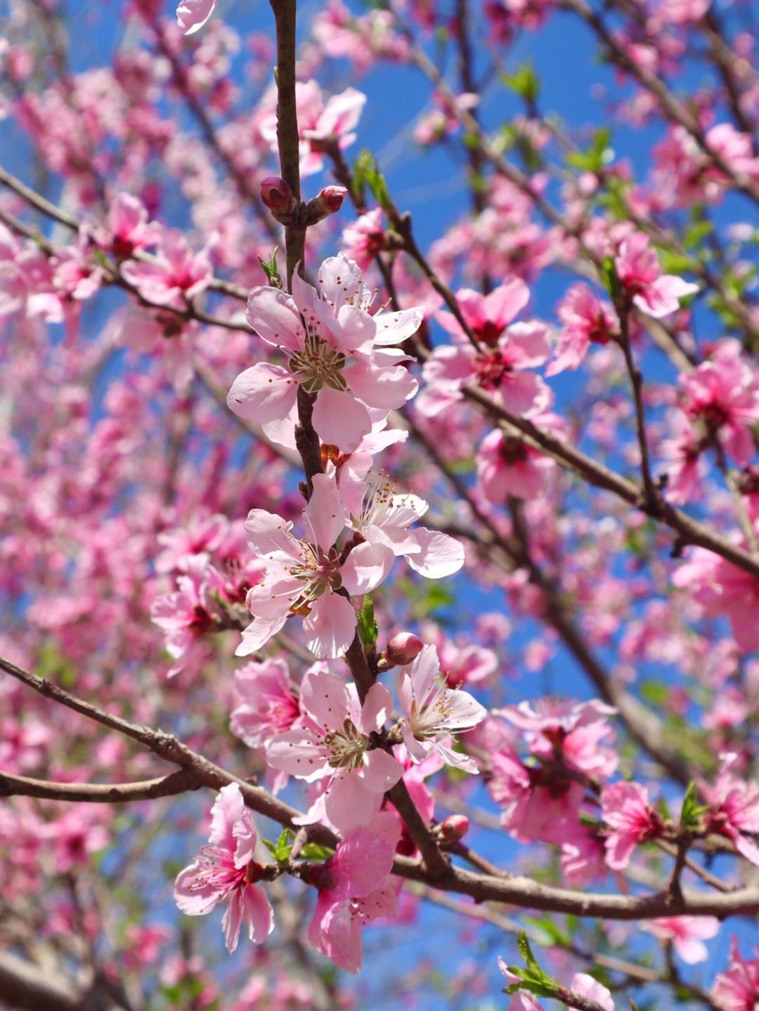 八字算桃花:八字推算桃花运
