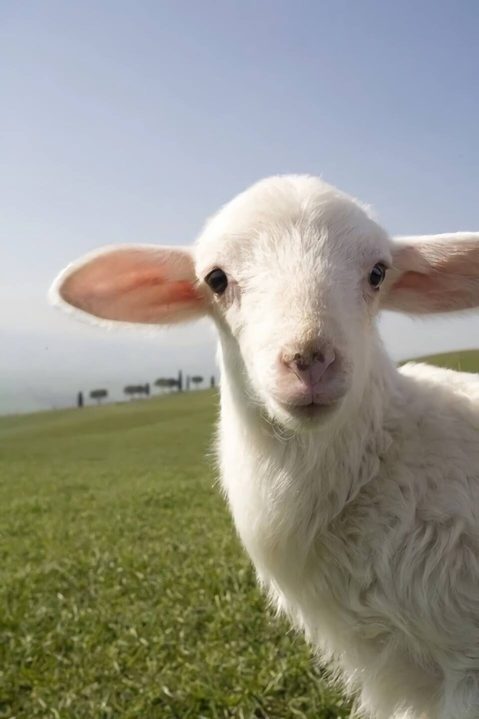 阳春三月指什么生肖