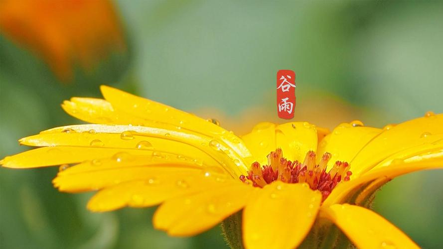 谷雨是哪天 2023年谷雨是几月几日