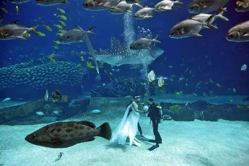 海底婚礼:办一场海底婚礼需要多少钱