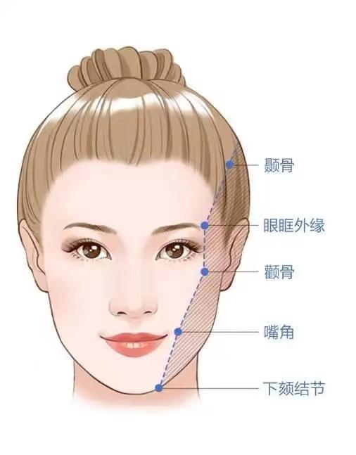 颧骨是哪个部位图片颧骨的位置骨相图解