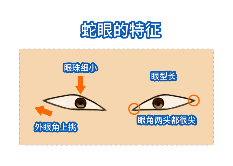 蛇眼面相蛇眼面相图解
