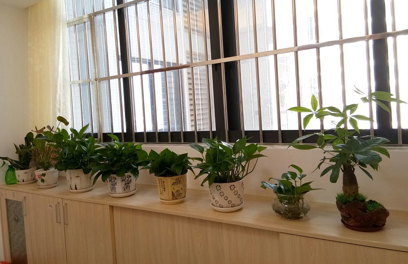 家里再穷也要养这3种花 家里再穷要养三种花是哪三种