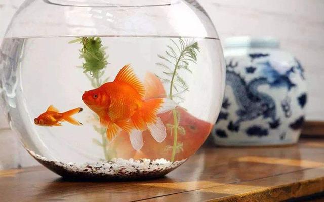 家中养鱼的风水,家中养鱼风水最建议买吗
