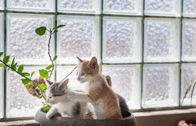 风水大师说养猫好不好 风水学养猫有什么讲究