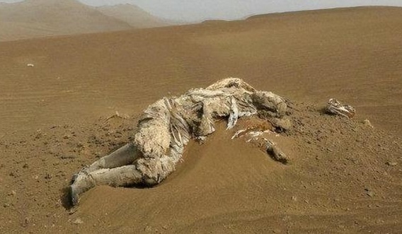 罗布泊恐怖生物照片 罗布泊恐怖生物照片
