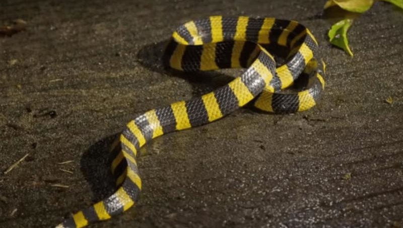 蛇女跟属羊男能相配吗 属羊男和龙女相配好不好是什么意思