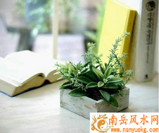书桌植物风水