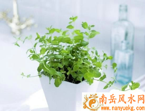 书桌植物风水