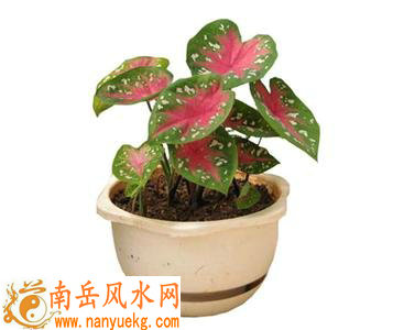 彩叶芋