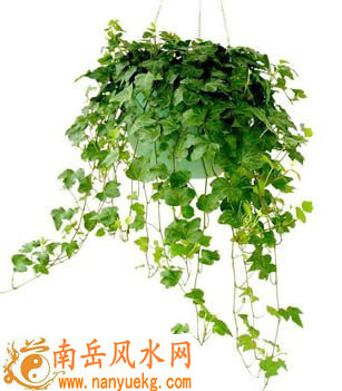 卫浴间摆放什么植物好