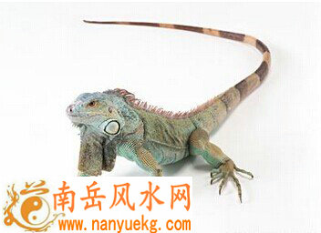 养蜥蜴会有什么样的风水效应