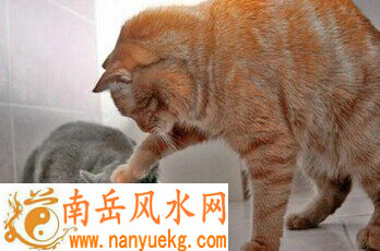养猫能带来什么样的风水效应