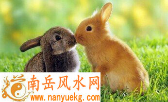 家里哪些方位适合养兔子