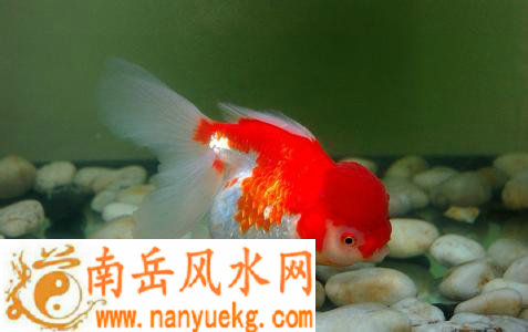 家庭养鱼风水知识