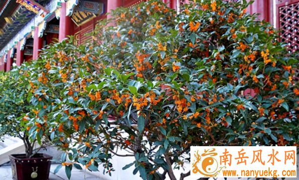 桃花运的风水布局技巧提升爱情运势 桃花运的风水布局技巧提升爱情运势