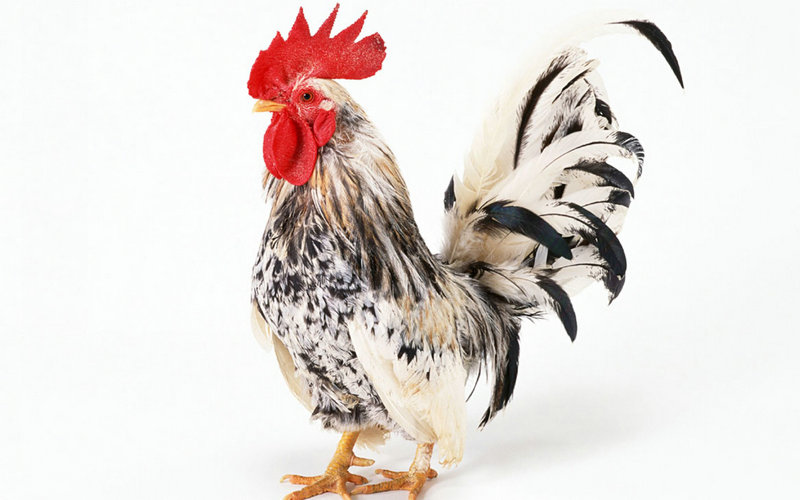 ������������Ů����