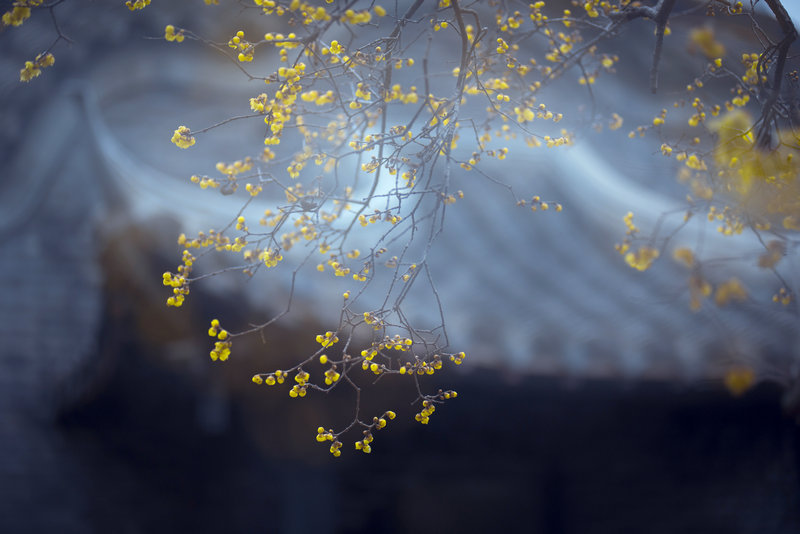 羊年属牛男与哪些属相婚配更和谐需谨慎考虑的命理问题 羊年属牛男与哪些属相婚配更和谐需谨慎考虑的命理问题