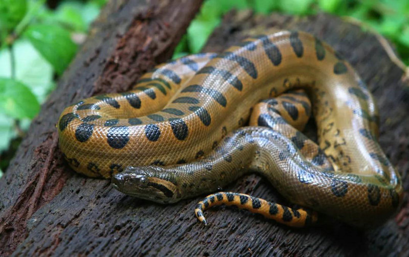 �Ϻ���˾ע������Ӱ�����罻��ϵ����Զ����(�Ϻ���˾ע��������Ӱ�����罻��ϵ��΢��ƽ��)