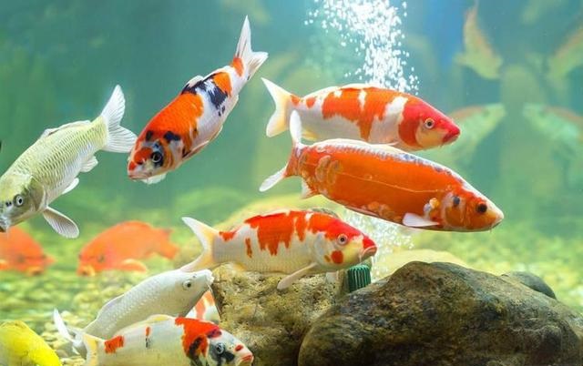 ����è����Ƭȫ���ۿ�