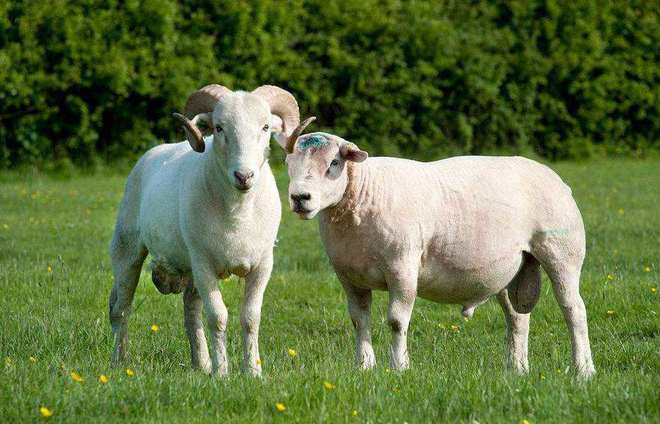 关帝灵签五十八签_天喜星带来吉凶难料的婚姻运势(关帝灵签五十八签_天喜星带来好运气) 关帝灵签五十八签_天喜星带来吉凶难料的婚姻运势(关帝灵签五十八签_天喜星带来好运气)