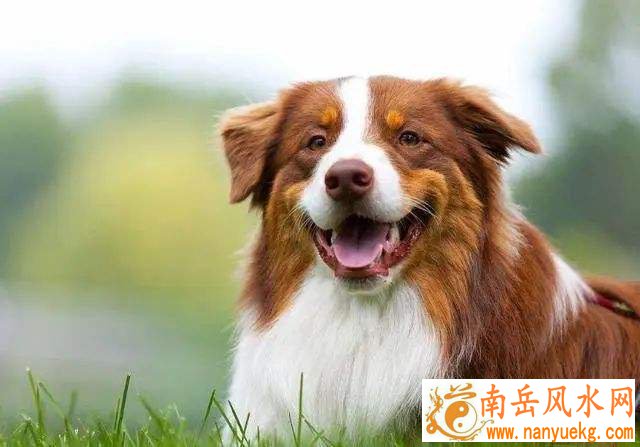 十二生肖2025年六月运势 2025年8月份十二生肖运势 十二生肖2025年六月运势 2025年8月份十二生肖运势