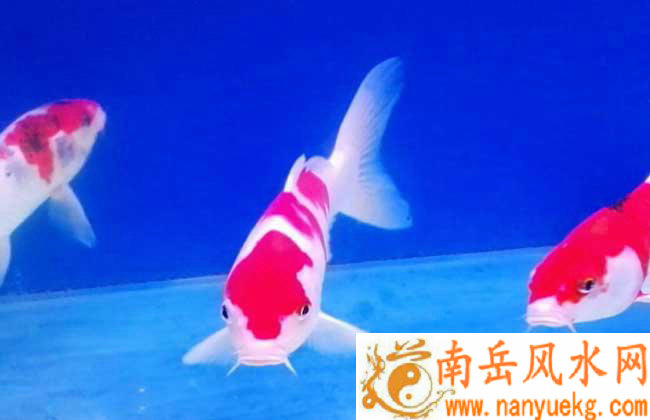 甘露寺佛祖灵签解签15_梦想会破灭(甘露寺佛祖灵签解签15梦想破灭_如此) 甘露寺佛祖灵签解签15_梦想会破灭(甘露寺佛祖灵签解签15梦想破灭_如此)