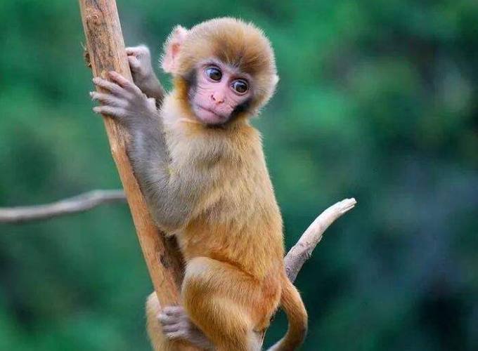 朱亚文个人资料朱亚文个人资料 朱亚文个人资 朱亚文个人资料朱亚文个人资料 朱亚文个人资