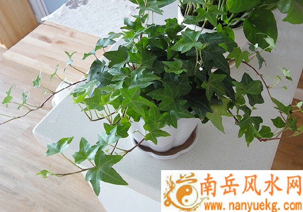 庚寅年琬白话星座配对会影响爱情和事业运势呢 庚寅年琬白话星座配对会影响爱情和事业运势呢
