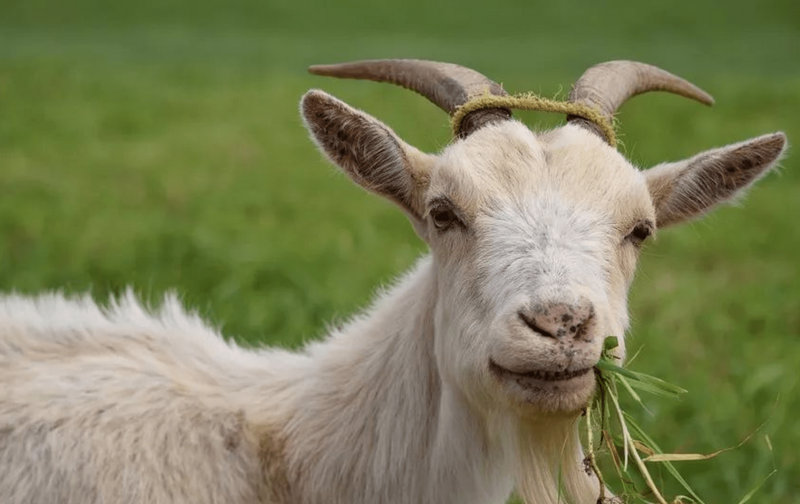 �ʺ������ֵĹ�ʫ��