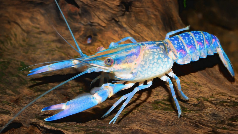 ���׷�Ƣ������Ф������ָ��