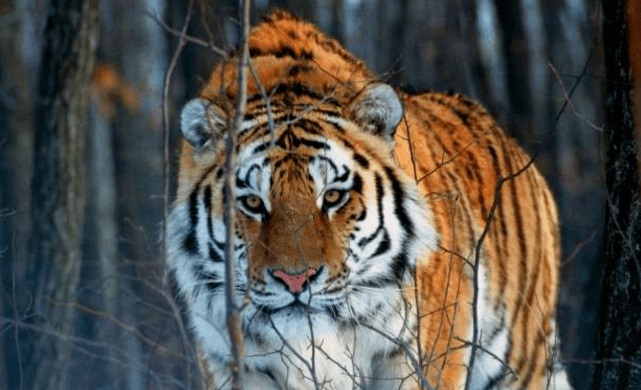 �ֻ�β��ʲô���ּ��� �ֻ�β�Ŷ����Ǵ�