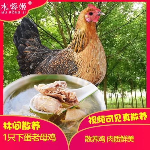 ��Ů����ʨ��Ů����������