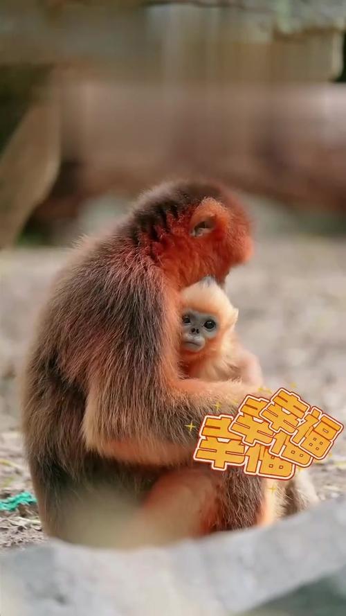 ����������ǩ����ǩϲ���鼮���ͻ�Ӱ�����(����������ǩ����ǩϲ�����鼮���Ͱ�ʾ���Σ��)