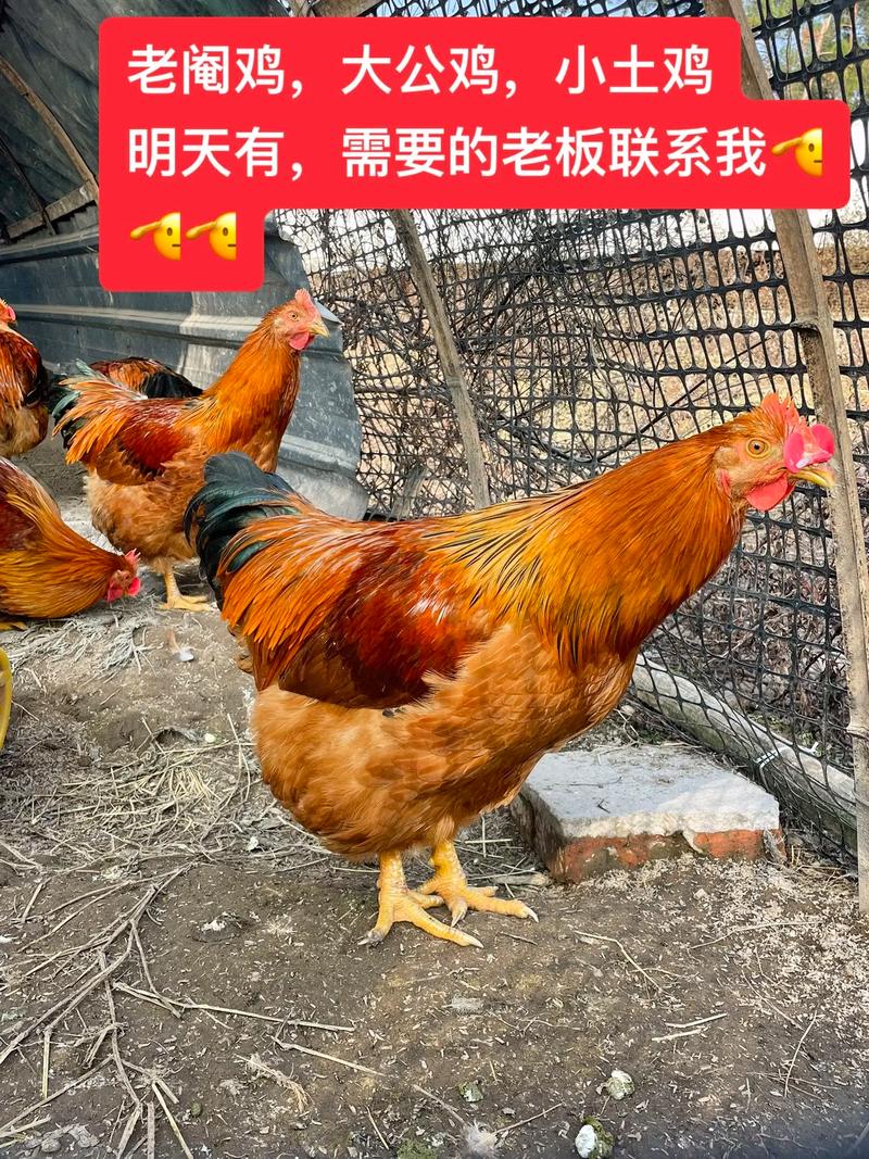������ô��ֳ�����׿���