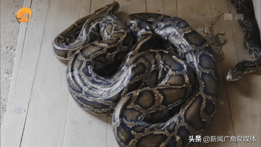 算命的软件免费的忠诚度会影响未来吗(算命的软件免费真的能信赖其忠诚度吗) 算命的软件免费的忠诚度会影响未来吗(算命的软件免费真的能信赖其忠诚度吗)