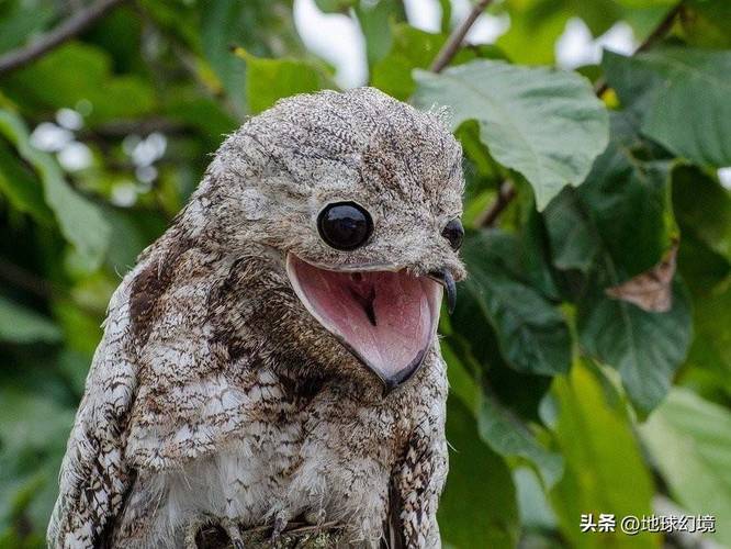 玲花简历个人资料简介 玲花简历个人资料简介