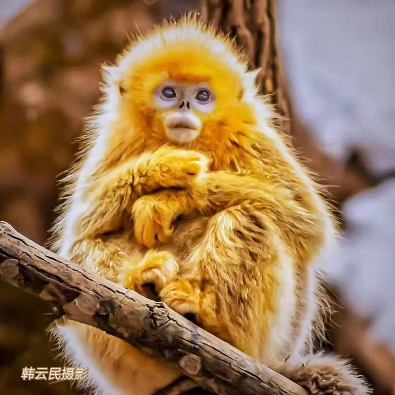 急诊科医生女明星隆胸 急诊科医生女明星隆胸