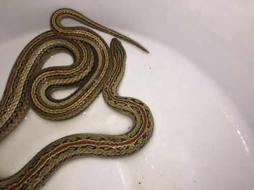 王栎鑫资料王栎鑫资料个人资料 王栎鑫资料王栎鑫资料个人资料