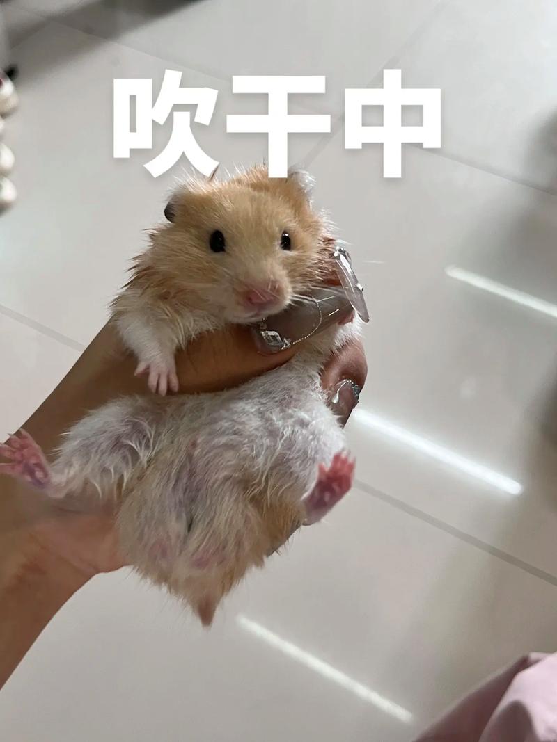 伤官配印带杀的八字 运势有吉有凶 伤官配印带杀的八字 运势有吉有凶