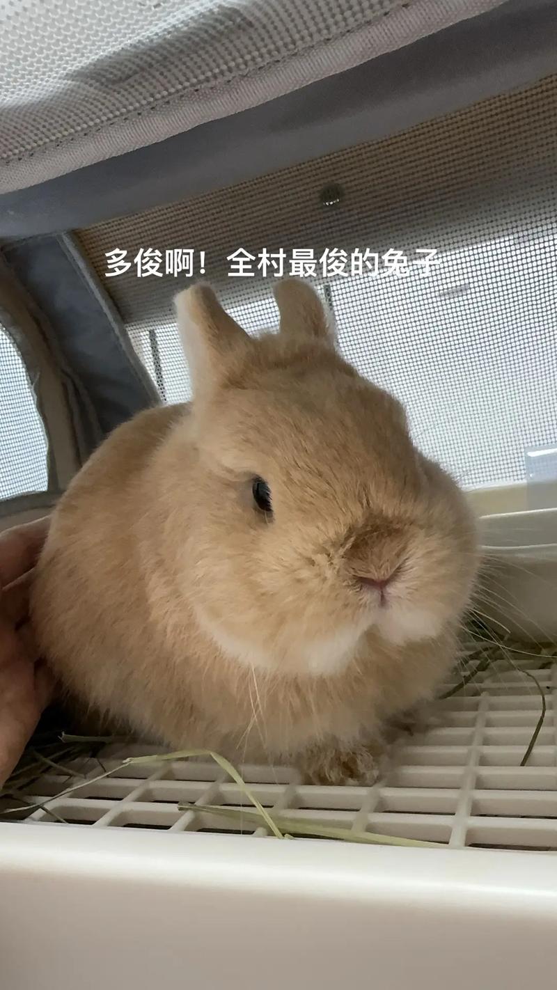 梁晶晶个人资料梁晶晶图片隋唐英雄梁晶晶 梁晶晶个人资料梁晶晶图片隋唐英雄梁晶晶