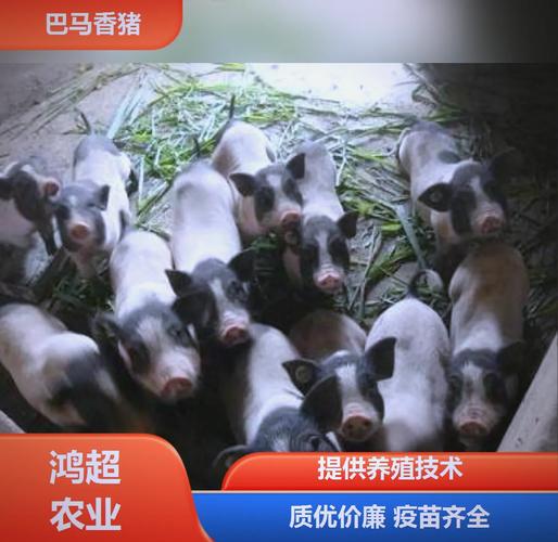 在生日配对怎么写祝福词句时表达出真挚的情感而不失礼貌和温暖呢 在生日配对怎么写祝福词句时表达出真挚的情感而不失礼貌和温暖呢