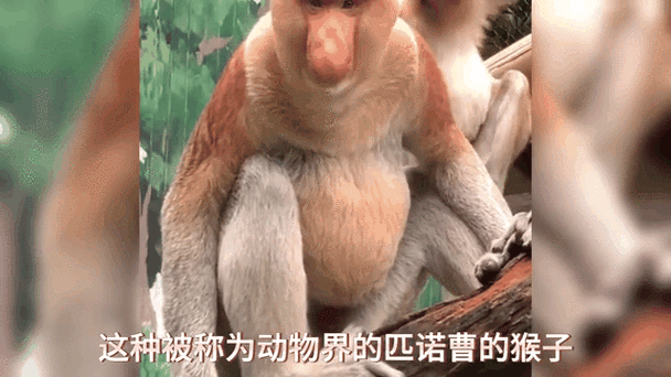 家里养龟添福添寿助旺家运 家里养龟添福添寿助旺家运